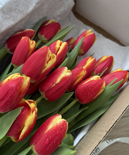 Охапка из 25 тюльпанов #3142 - Цветочный21