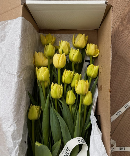 Охапка из 25 пионовидных тюльпанов #3136 - Цветочный21