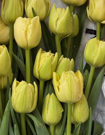 Охапка из 35 пионовидных тюльпанов #3137