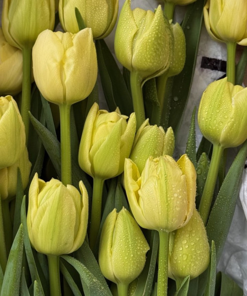 Охапка из 35 пионовидных тюльпанов #3137 - Цветочный21