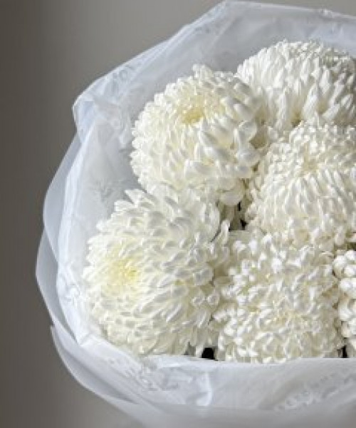 Букет хризантемы белые - 7 цветов #3736 - Цветочный21