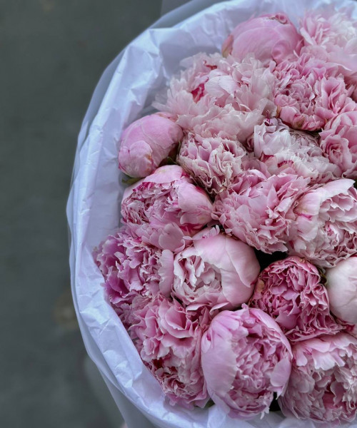 Моно букет пионов - 25 цветов 40 см в круглой упаковке #3667 - Цветочный21